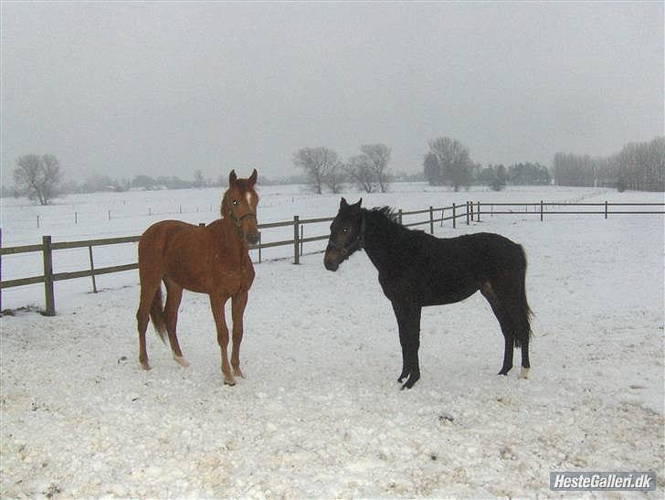 Dansk Varmblod Ejerbækgaards Tenor - Vinteren 2009-2010 samen med Dv. El Gotito  billede 13