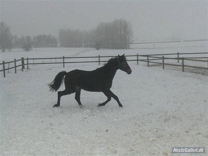 Dansk Varmblod Ejerbækgaards Tenor - Sne-hest vinteren 2009-2010 billede 14