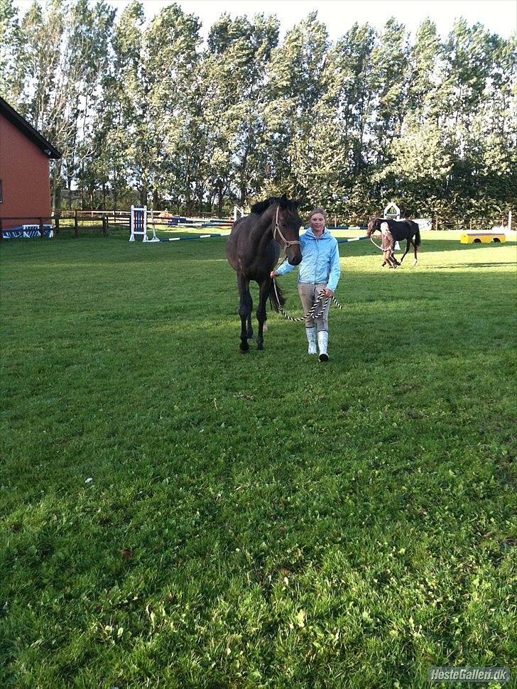 Dansk Varmblod Ejerbækgaards Tenor - sommeren 2010 billede 15