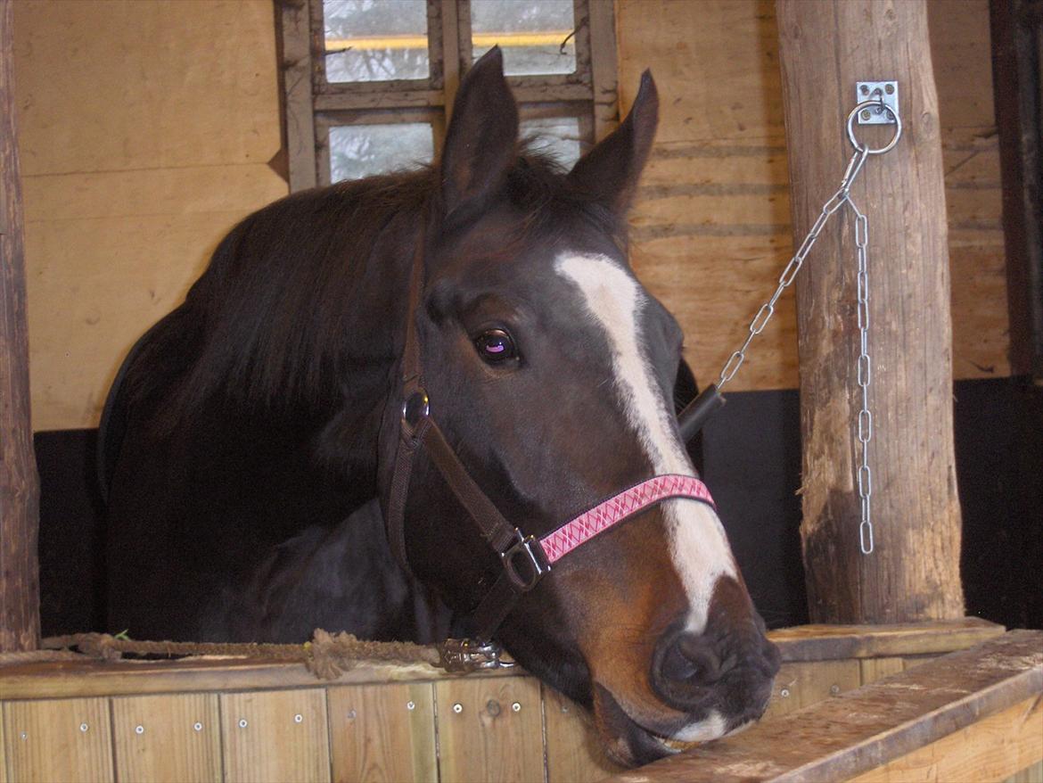Oldenborg Rosenhavens Madok - han leger lige lidt med boks døren :) hehe billede 4