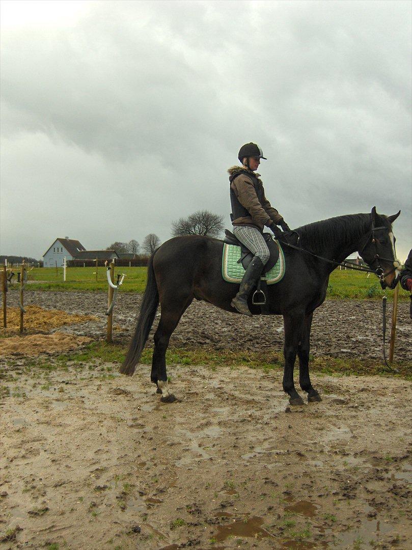 Oldenborg Rosenhavens Madok - første gang jeg var oppe på ham! ;) søde hest <3 billede 5