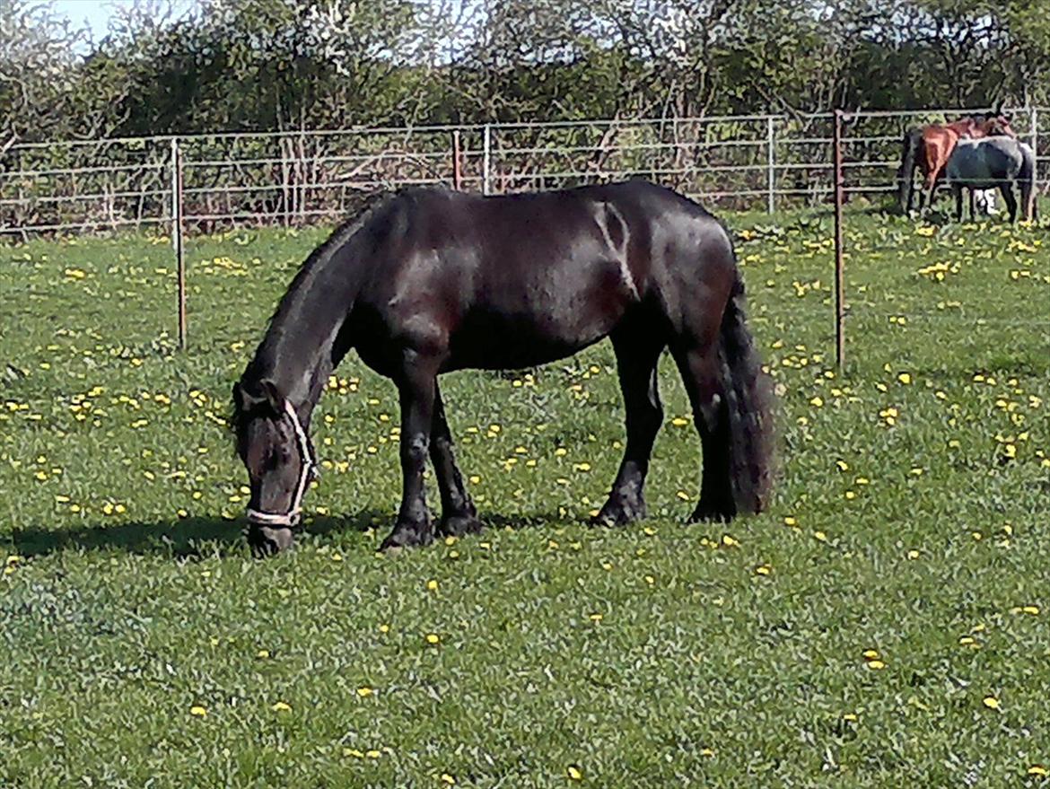 Frieser Like Jebjerg billede 6