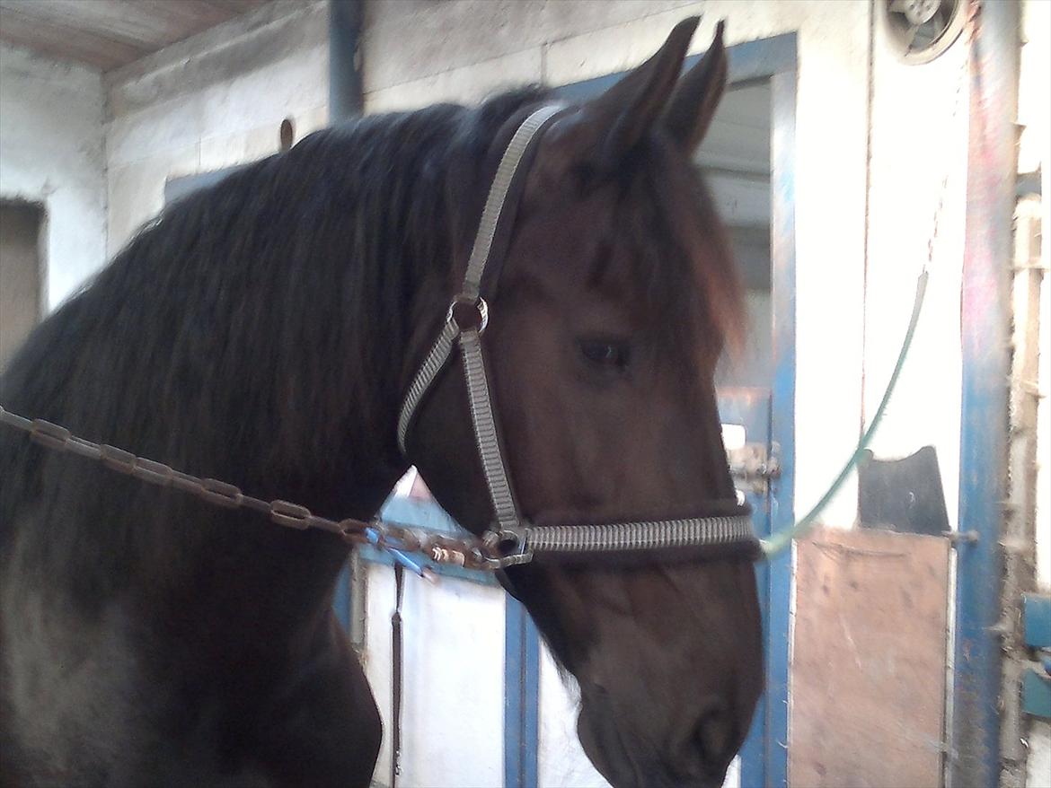 Frieser Like Jebjerg billede 8