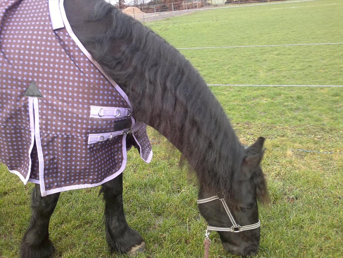 Frieser Like Jebjerg billede 13