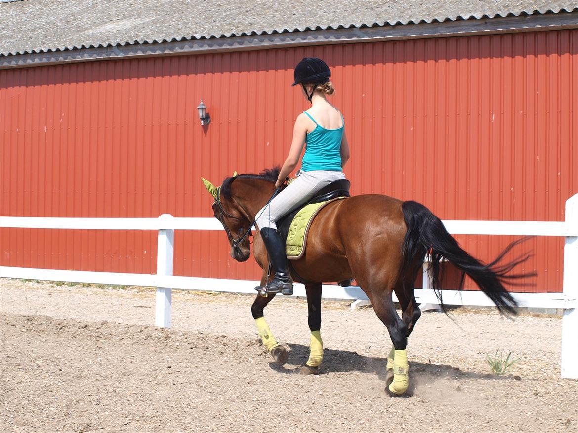 Anden særlig race Fighter (solgt) ;/ - Dressur på Ridelejr på Skovly
Foto: Kusine billede 16