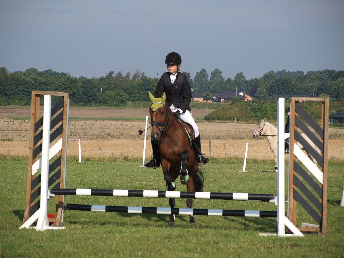 Anden særlig race Fighter (solgt) ;/ - Springstævne i Hedensted (: LD eller LC min. 
Foto: Kusine billede 17