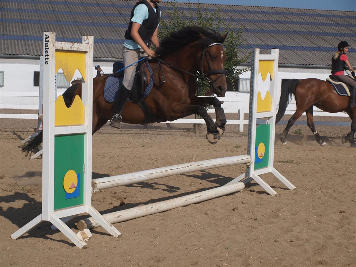 Anden særlig race Fighter (solgt) ;/ - Fighter's ynglings ting er at springe (: !
Foto: Kusine billede 18