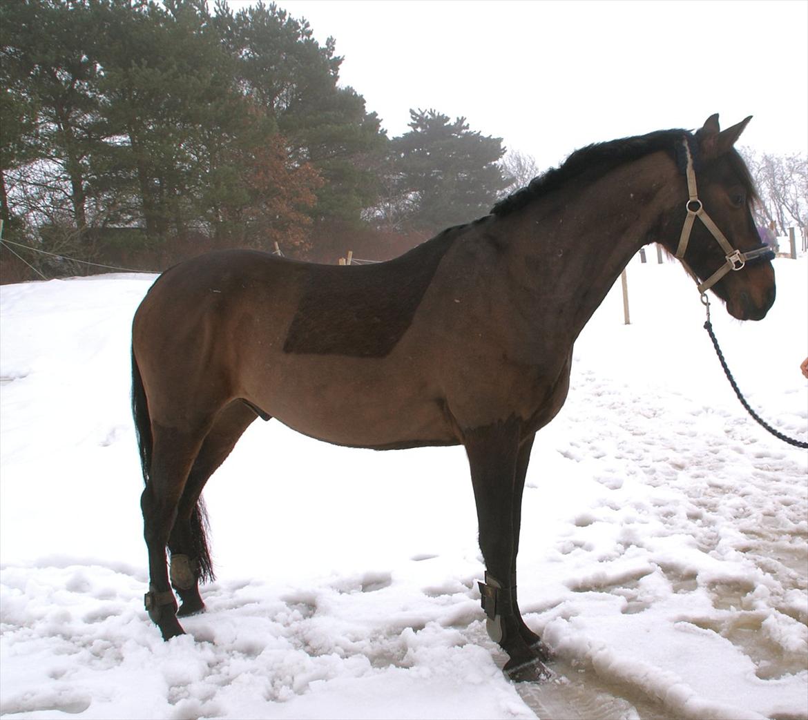 Dansk Varmblod Louis Vuitton (Leonardos) billede 8