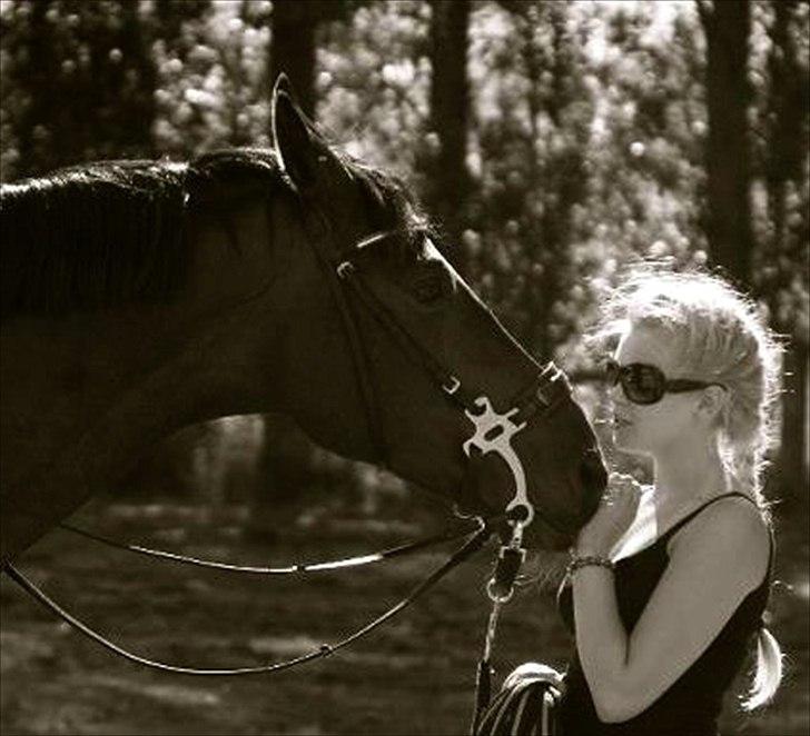 Dansk Varmblod Louis Vuitton (Leonardos) billede 6