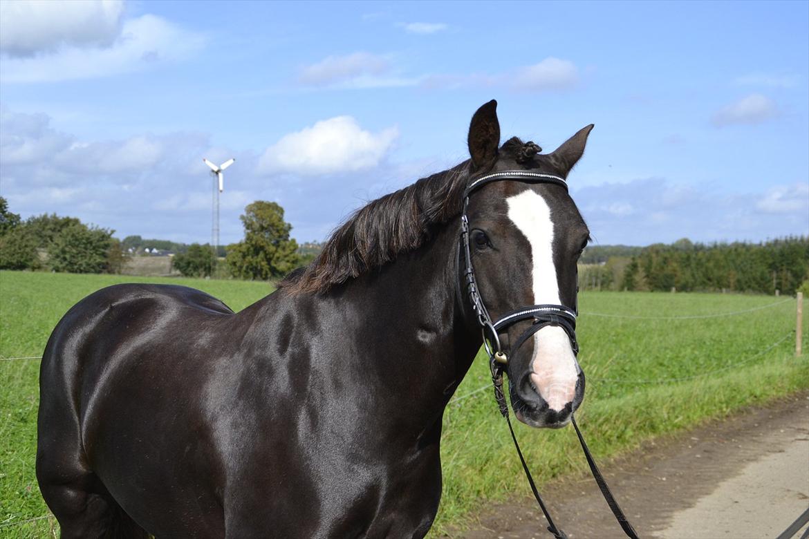 Welsh Cob (sec D) Morlyn River Dance Prince O'the Castel billede 16