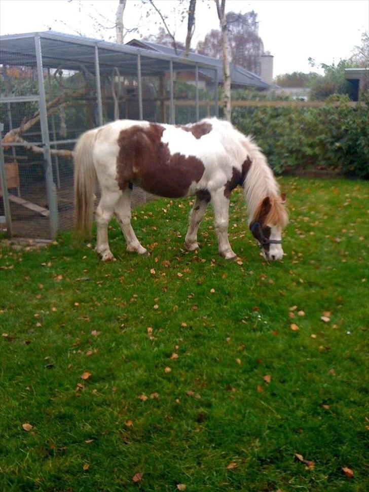 Pinto Araber Düchess - Græsning i haven :D
Foto: Mig!!! billede 3