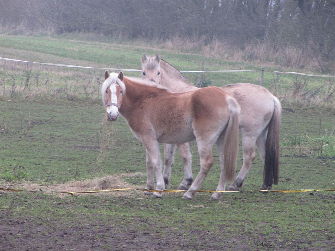 Haflinger Kildegårdens Maja billede 2