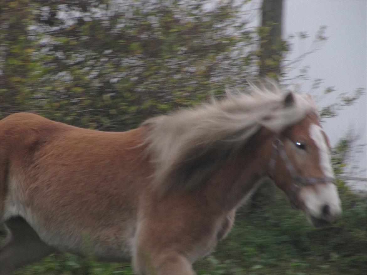 Haflinger Kildegårdens Maja billede 3