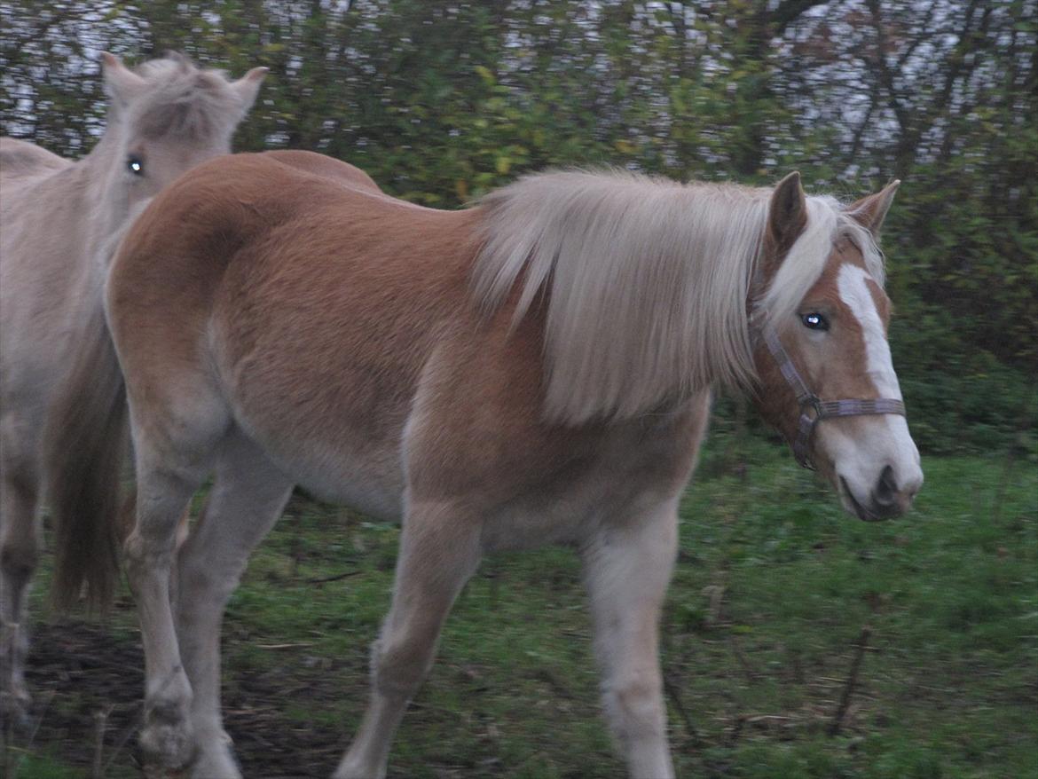Haflinger Kildegårdens Maja billede 4