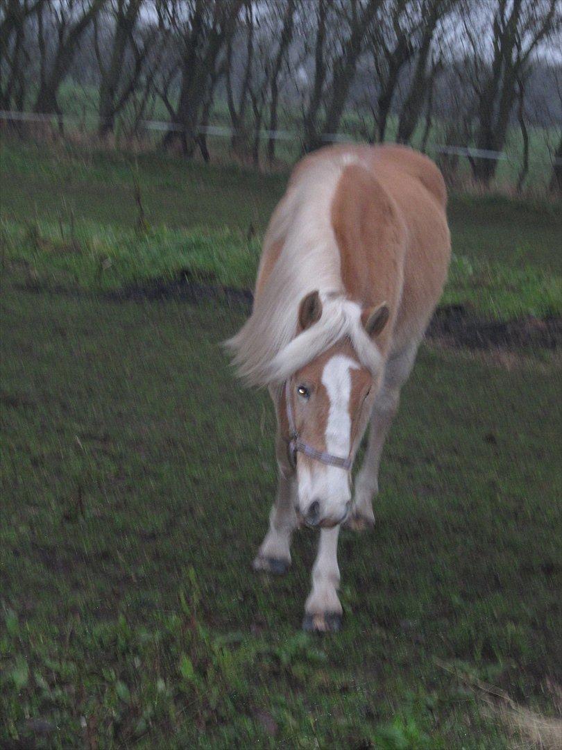 Haflinger Kildegårdens Maja billede 5