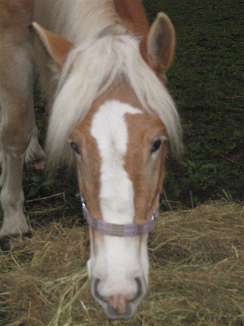Haflinger Kildegårdens Maja billede 6