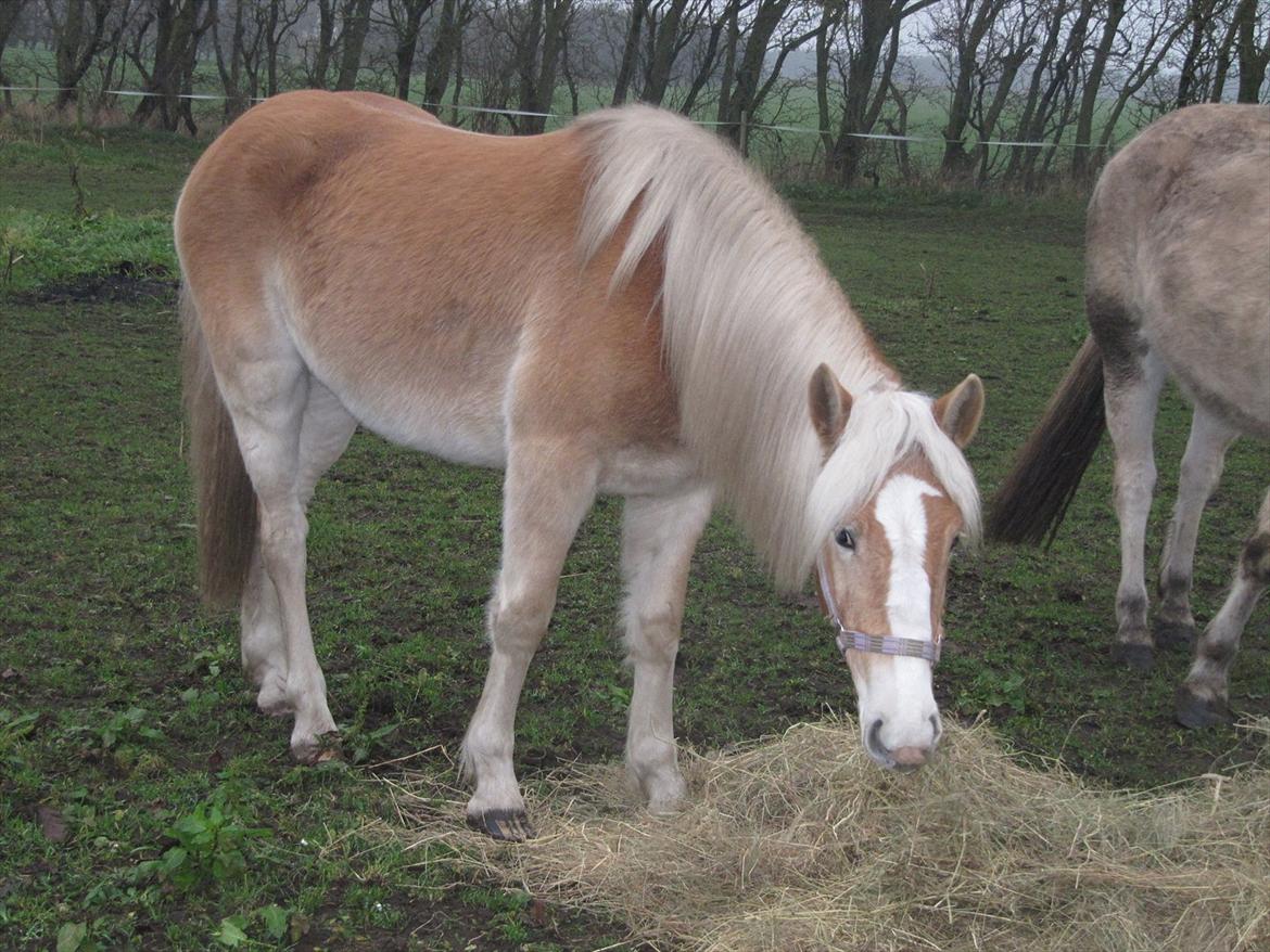 Haflinger Kildegårdens Maja billede 7