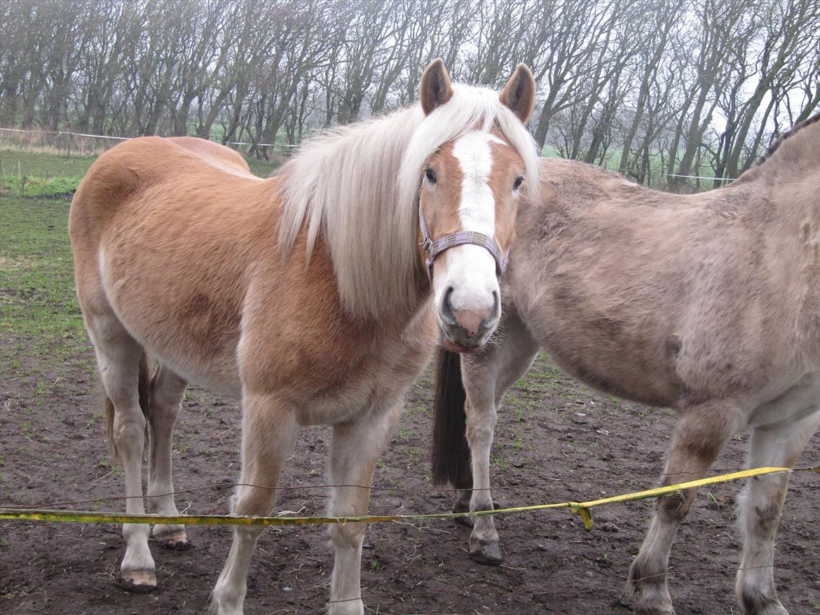 Haflinger Kildegårdens Maja billede 9