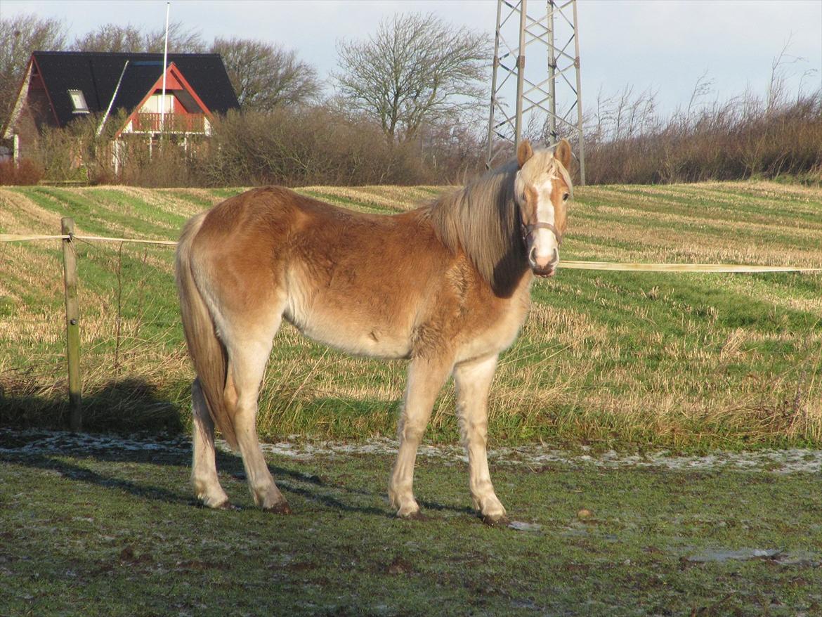 Haflinger Kildegårdens Maja billede 10