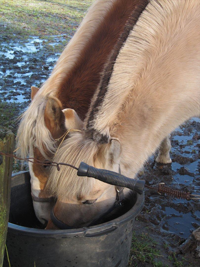 Haflinger Kildegårdens Maja billede 11