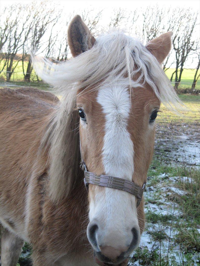 Haflinger Kildegårdens Maja billede 12