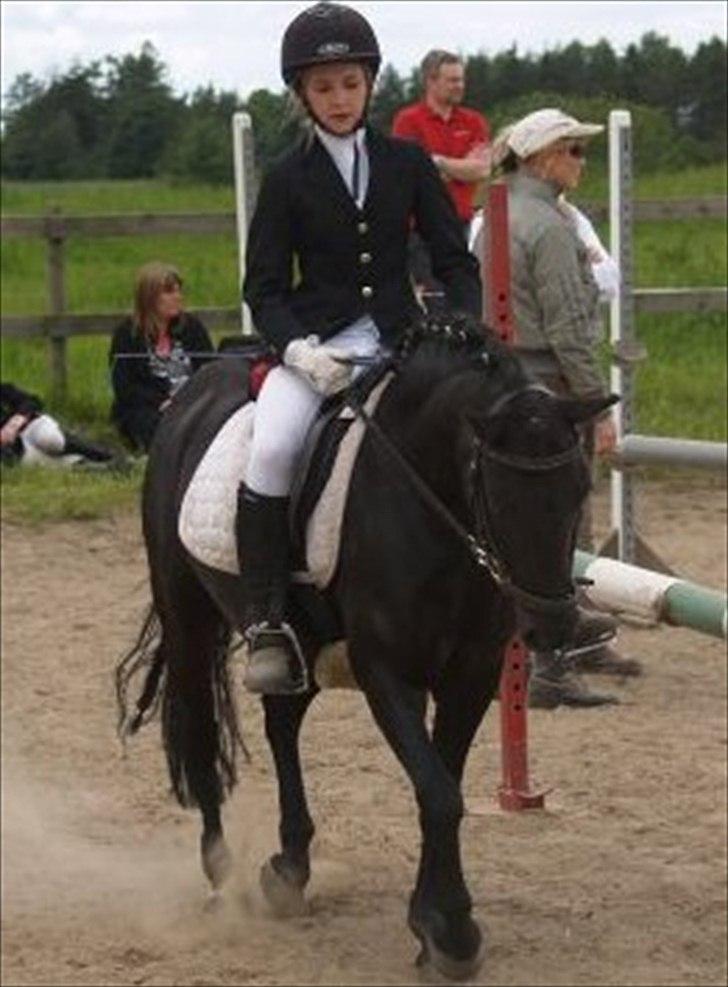 Welsh Pony af Cob-type (sec C) Beline af brastruphuus - Dressur stævne på lindholm :)<3<3 billede 8