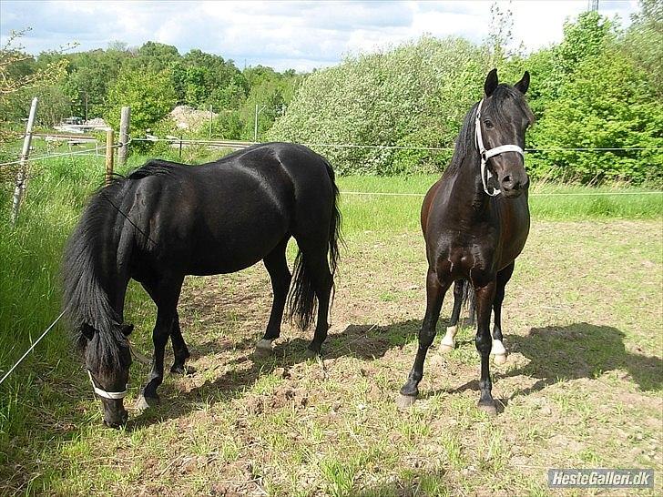 Welsh Pony af Cob-type (sec C) Beline af brastruphuus - Beline og bonnie første gang på Egedal :)<3<3 billede 10