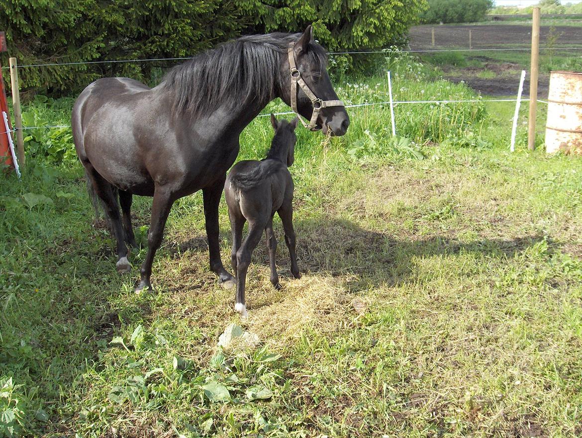 Welsh Pony af Cob-type (sec C) Beline af brastruphuus billede 12