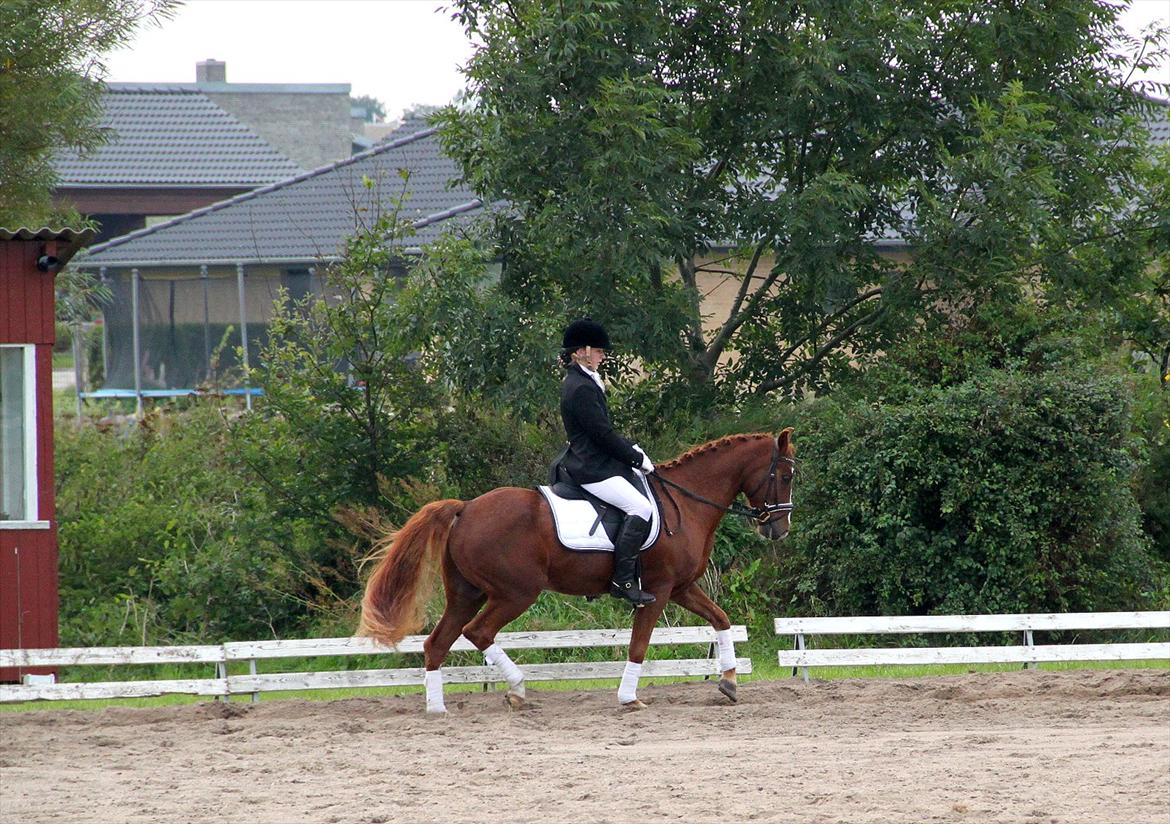 Tysk Sportspony Bogøs Nemo - Ponydyret i sin første LB1, og så endda for hest¨:-) 2011 billede 18