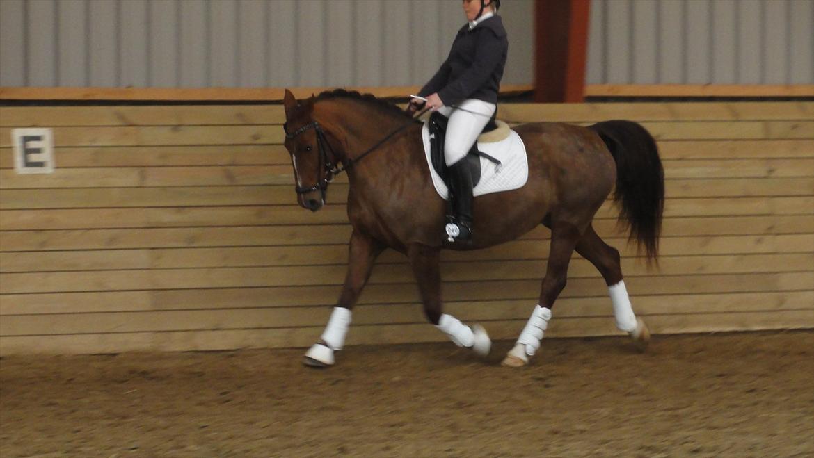 Welsh Partbred (Sec F) Siems Patricia - Stævne svrk :) billede 1