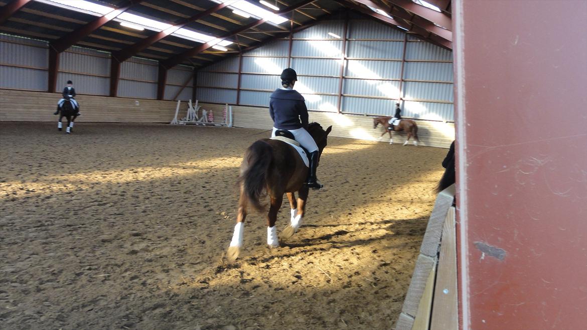 Welsh Partbred (Sec F) Siems Patricia - Stævne i svrk :) billede 2