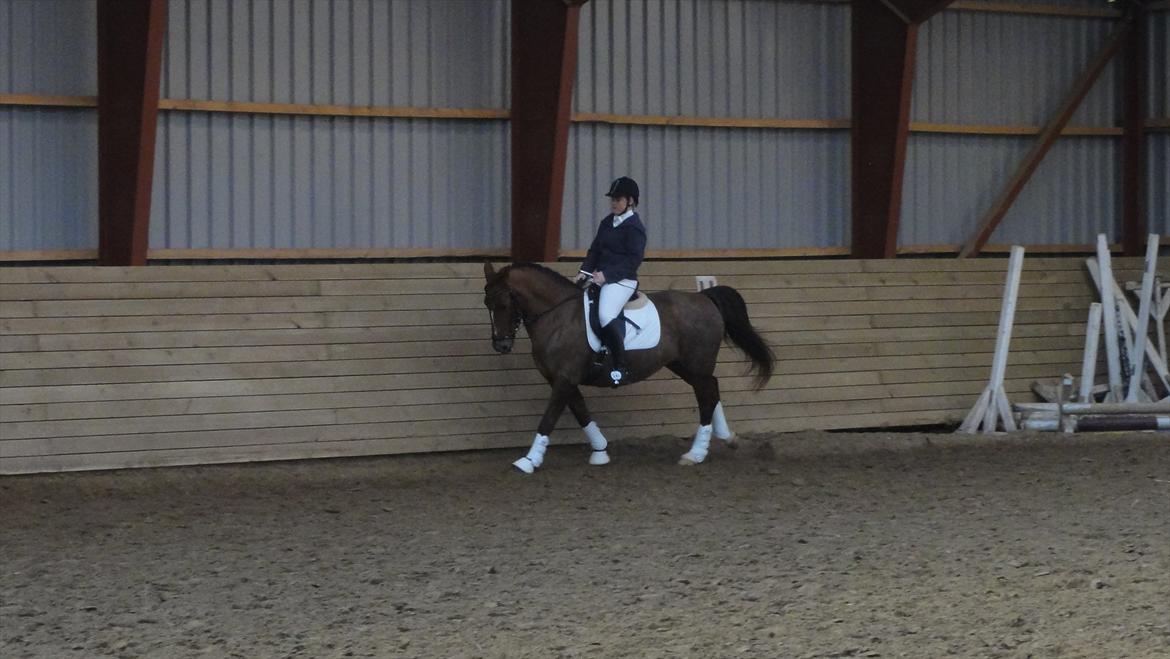 Welsh Partbred (Sec F) Siems Patricia - Galop galop :) billede 3