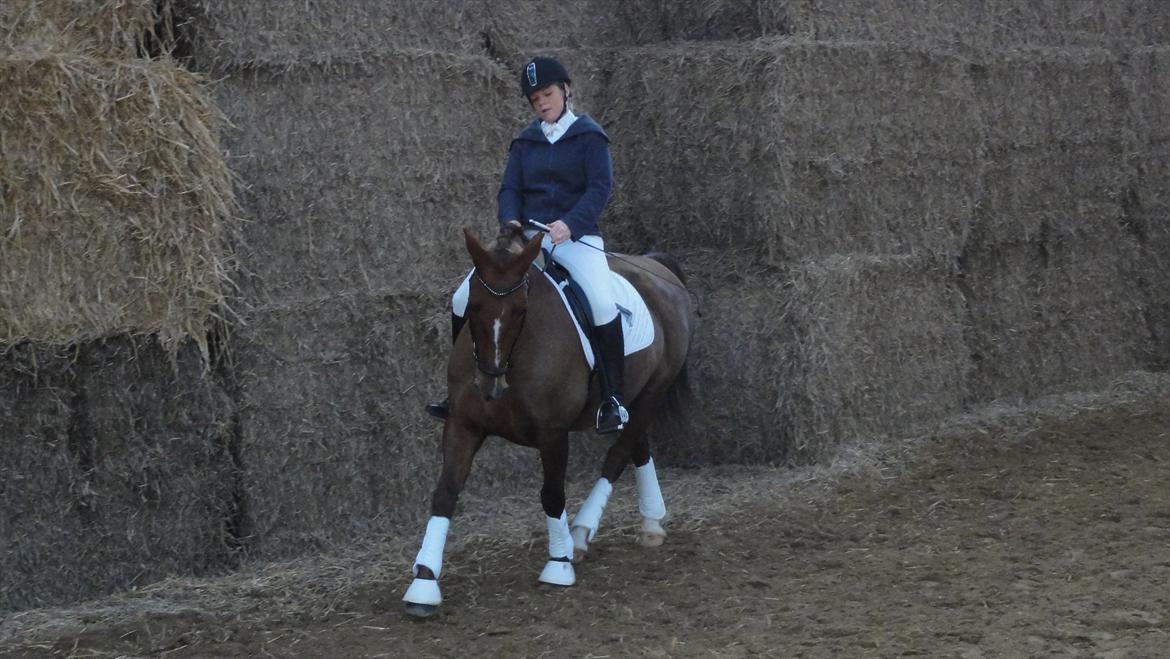 Welsh Partbred (Sec F) Siems Patricia - Har også tid til at sidde lidt mærkeligt :) billede 4