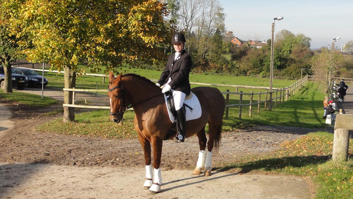 Welsh Partbred (Sec F) Siems Patricia - Lige inden start :) billede 5