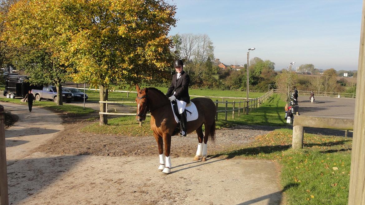 Welsh Partbred (Sec F) Siems Patricia billede 6