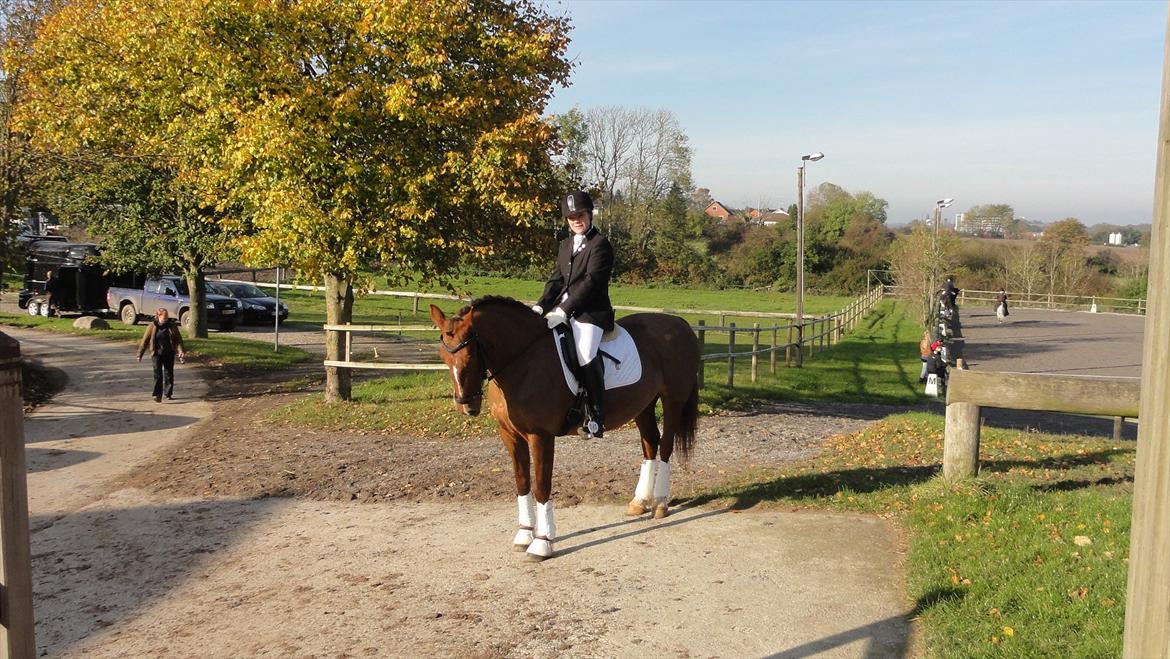 Welsh Partbred (Sec F) Siems Patricia billede 7