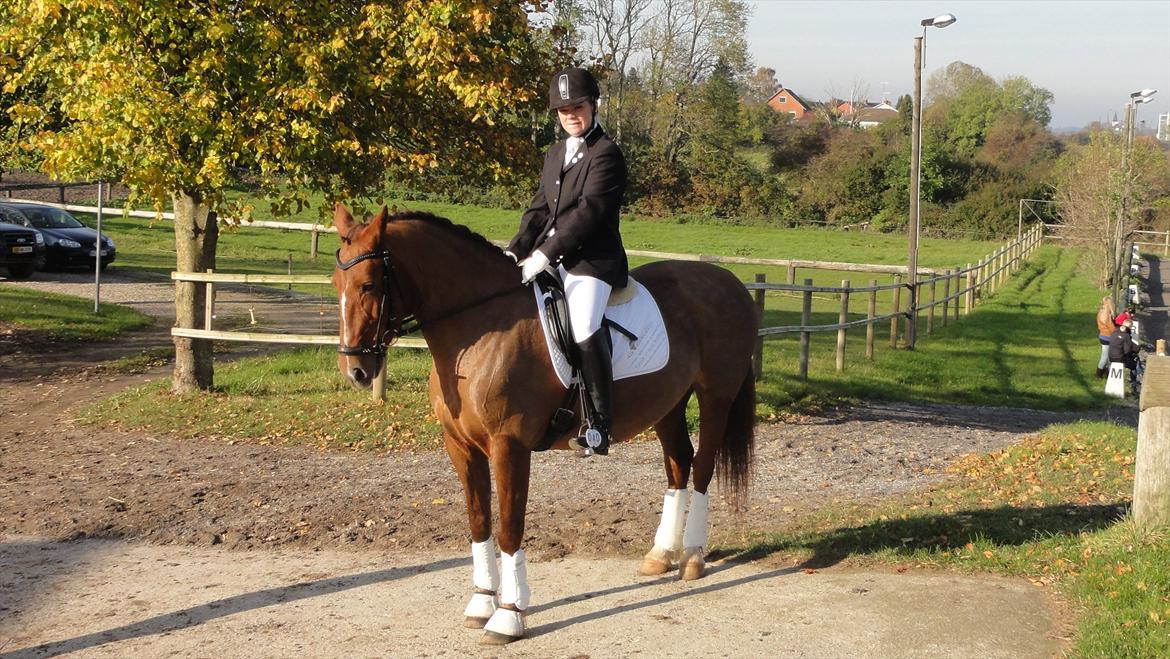 Welsh Partbred (Sec F) Siems Patricia billede 8