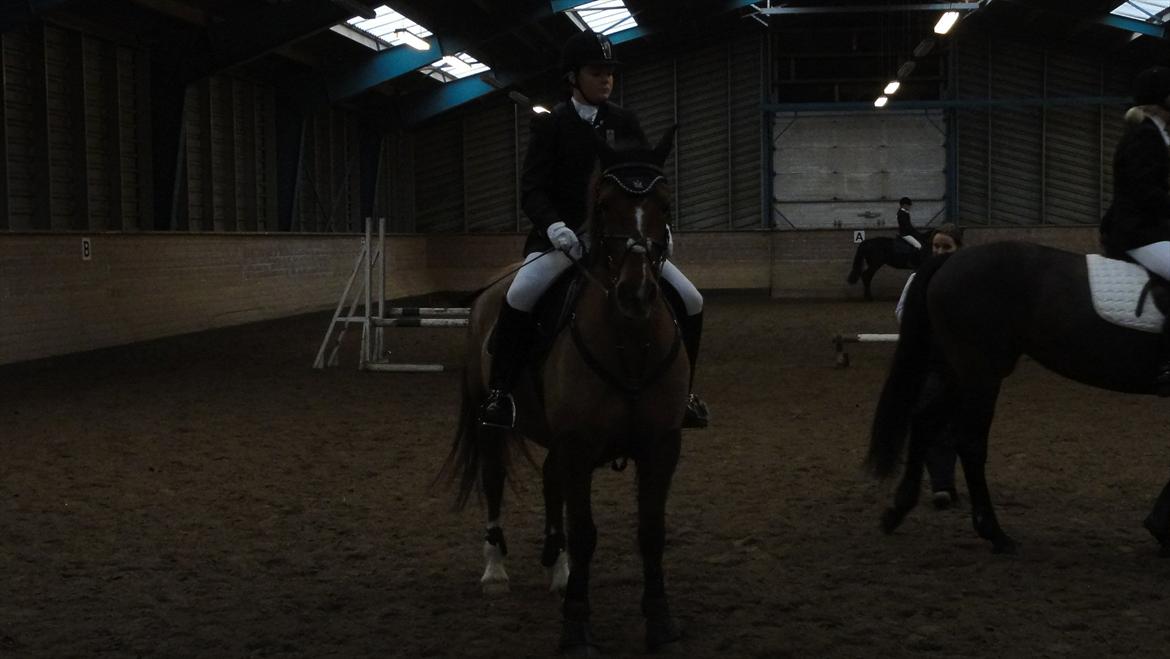 Welsh Partbred (Sec F) Siems Patricia - Mit første spring stævne på hende, hvor vi kom hjem med en 1. og 3. plads. :) Hun er så god. billede 9