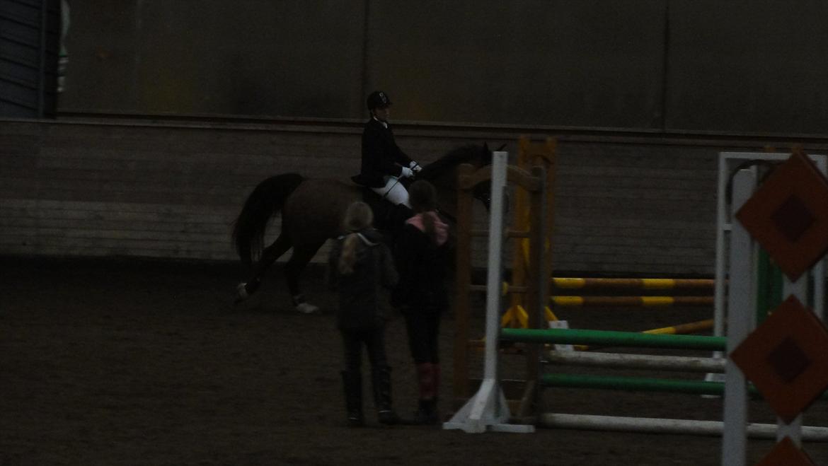 Welsh Partbred (Sec F) Siems Patricia - Spring i sør billede 10
