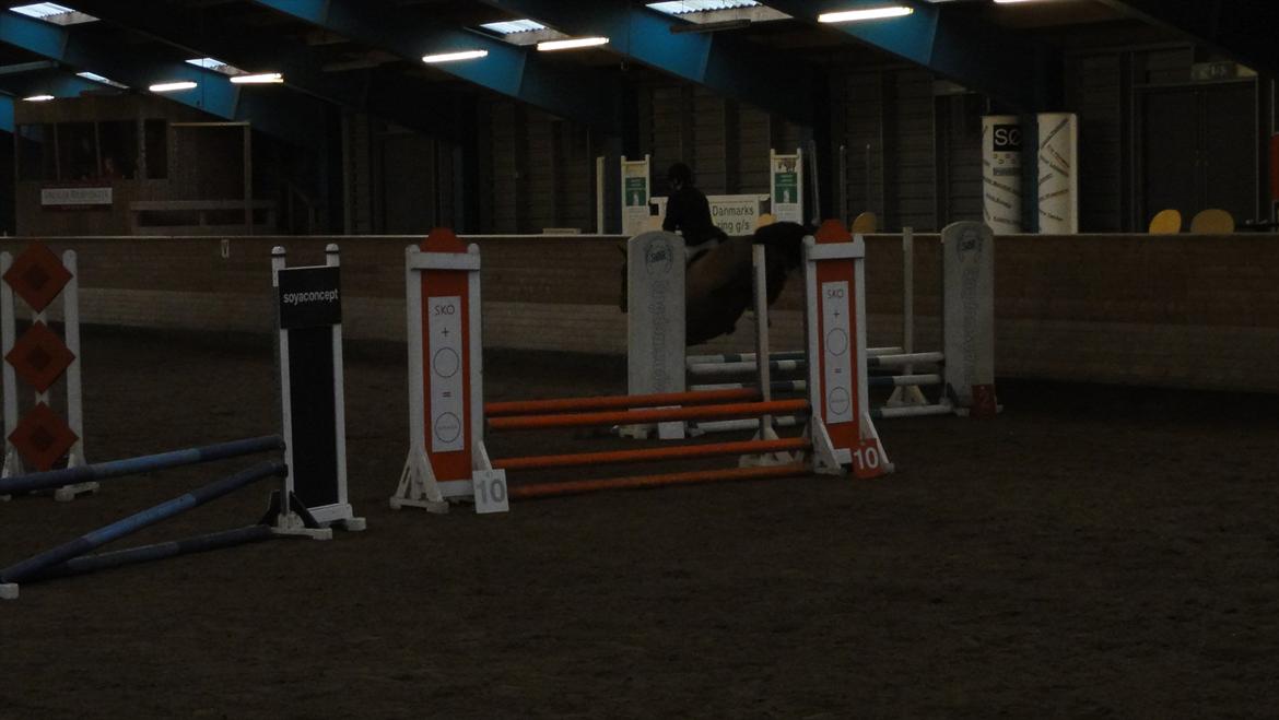 Welsh Partbred (Sec F) Siems Patricia - Stævne i sør billede 11