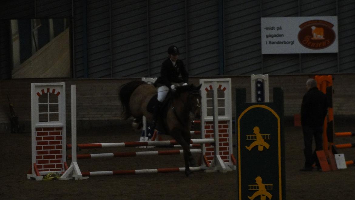 Welsh Partbred (Sec F) Siems Patricia billede 12