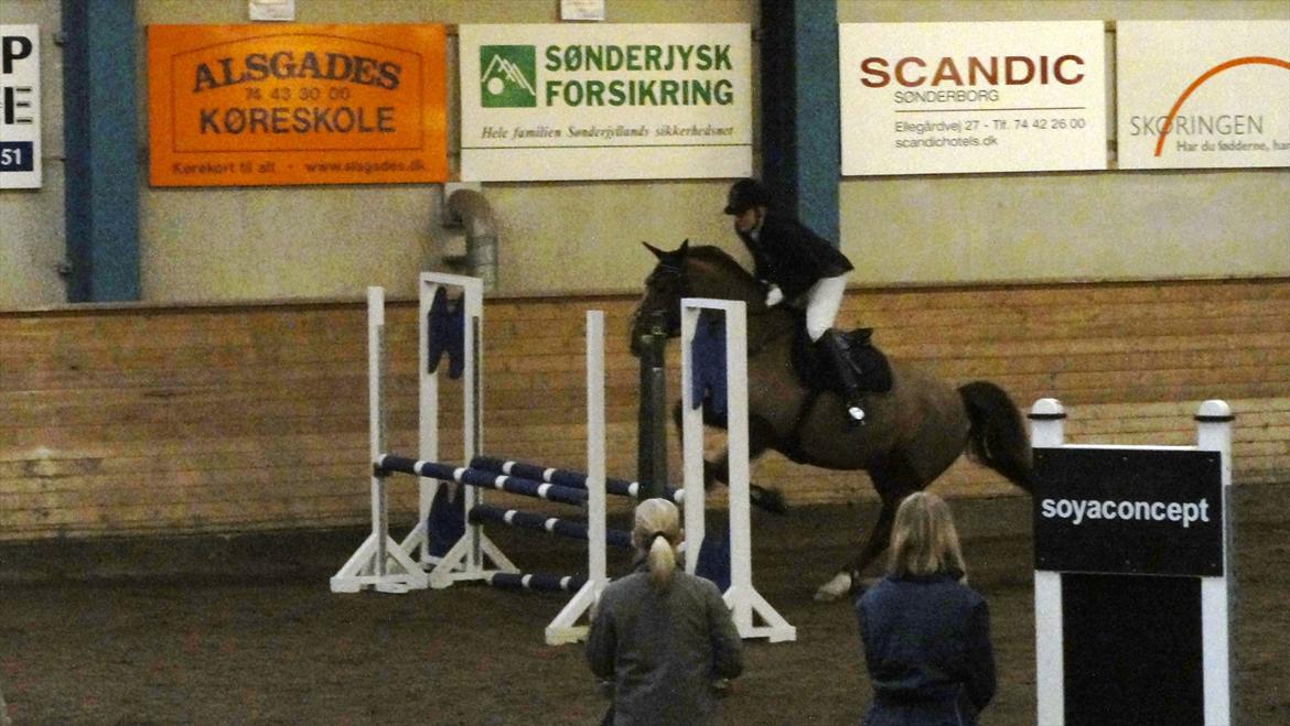 Welsh Partbred (Sec F) Siems Patricia billede 13