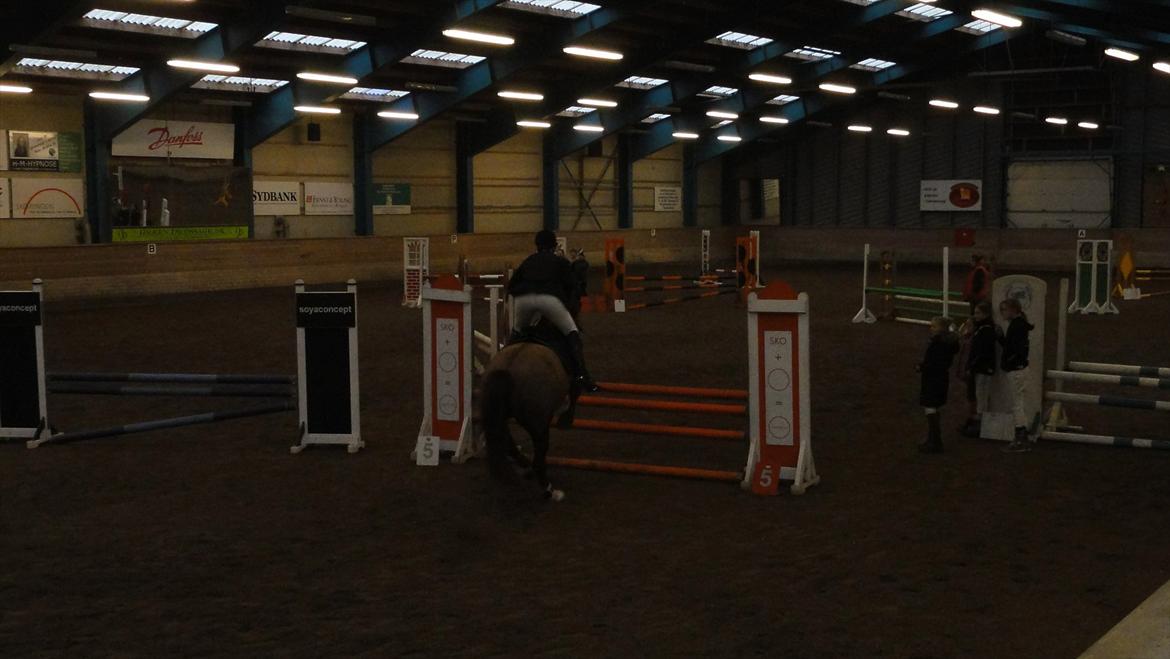 Welsh Partbred (Sec F) Siems Patricia - Fejlfri i begge klasser, bare ikke hurtig nok i sidste :) billede 14