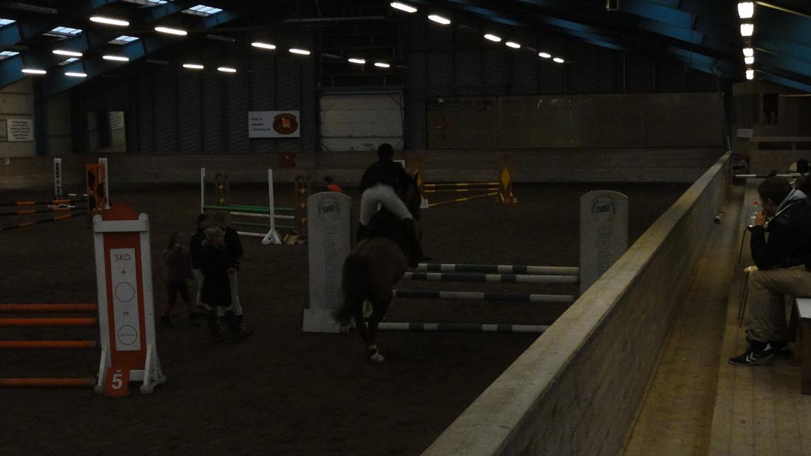 Welsh Partbred (Sec F) Siems Patricia - Supee god lille hest :) billede 15