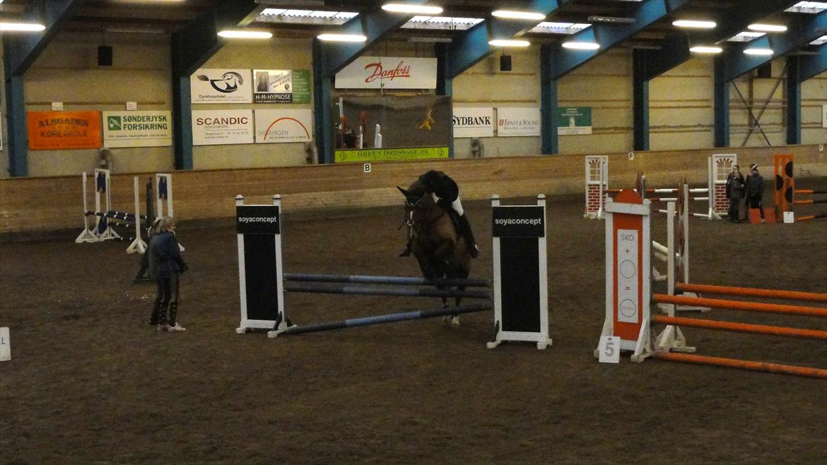 Welsh Partbred (Sec F) Siems Patricia billede 16