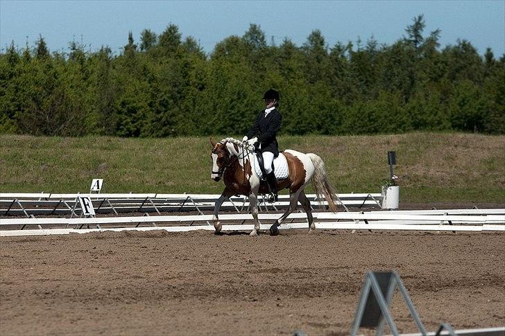 Anden særlig race Lucas  - SJM 2011 på scorekaj :O) billede 4