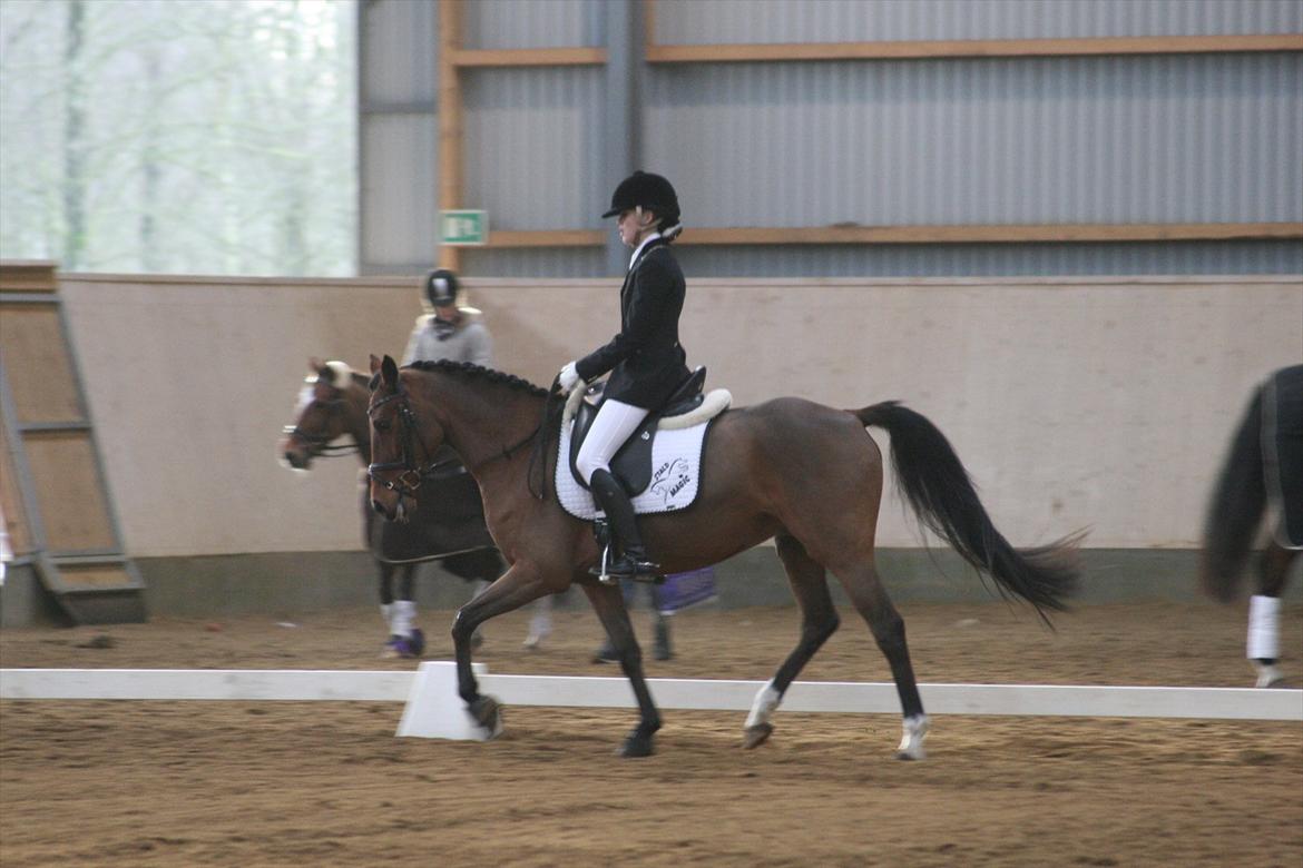 Hollandsk Sportspony Orchid's Dynamite - LD2 billede 12