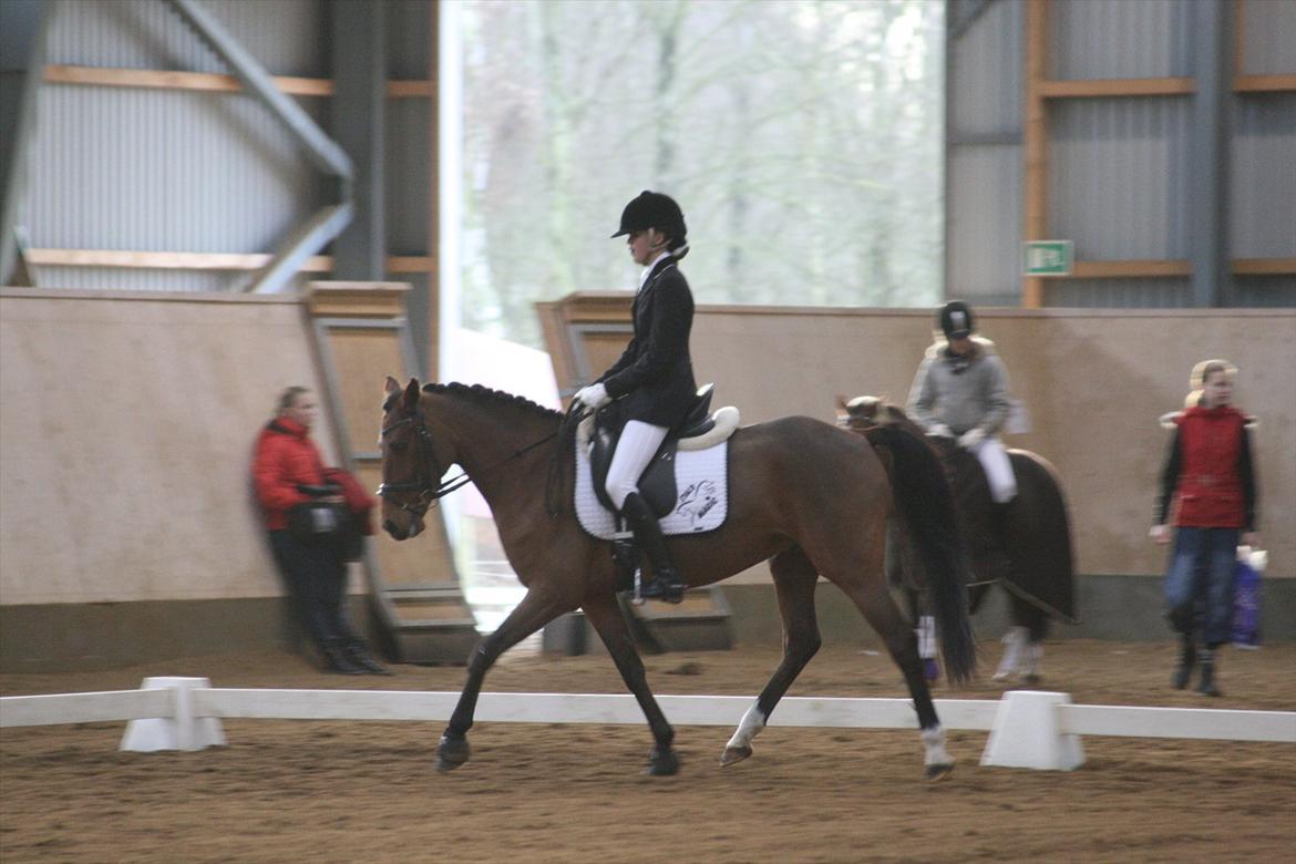 Hollandsk Sportspony Orchid's Dynamite - 67,23% <3 billede 13