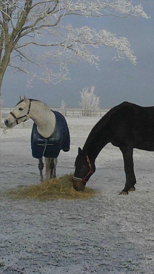 Dansk Varmblod Tatjana - Vinterhygge med Pony billede 17