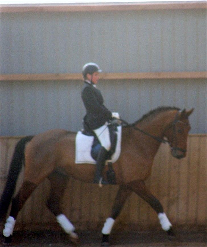 Dansk Varmblod Åtoftens Lericko billede 7